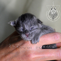 images/galerie-aelo/01-Chaton1.jpg