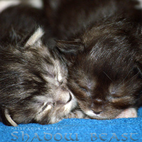 images/galerie-famille/chatons_004.jpg