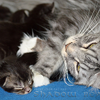 images/galerie-famille/chatons_006.jpg