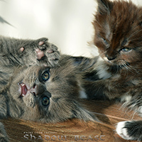 images/galerie-famille/chatons_008.jpg
