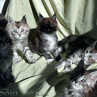 images/galerie-famille/chatons_014.jpg