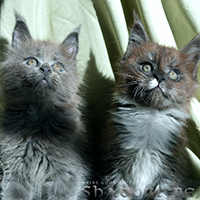 images/galerie-famille/chatons_015.jpg