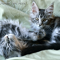 images/galerie-famille/chatons_017.jpg